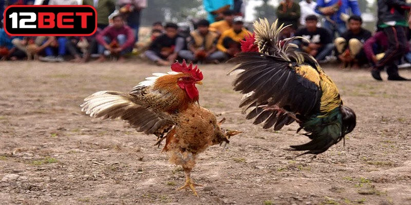 Hướng dẫn cách chấp tiền gà chọi hiệu quả