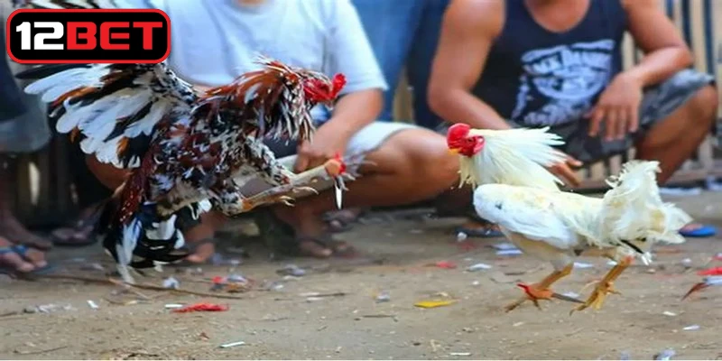 Cách chấp theo kỹ thuật và kinh nghiệm