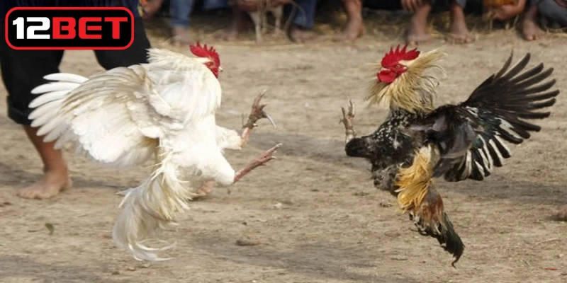 Cách chấp tiền gà chọi là phương pháp tính mức cược dựa trên chiến kê