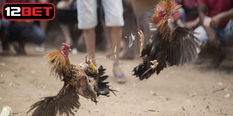 Chia sẻ cách chơi đá gà đạt hiệu quả thắng lớn