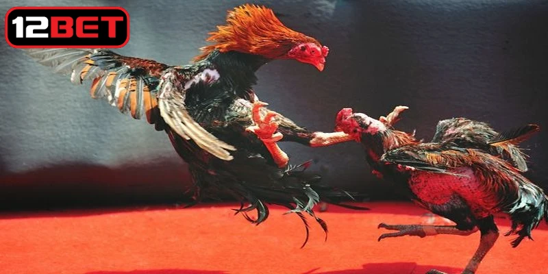 Cách chơi hiệu quả là nghiên cứu chuyên sâu các dữ liệu về chiến kê