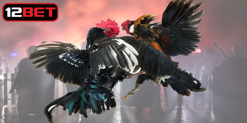 Cách chơi đá gà cựa sắt đơn giản, dễ tiếp cận với mọi người xem