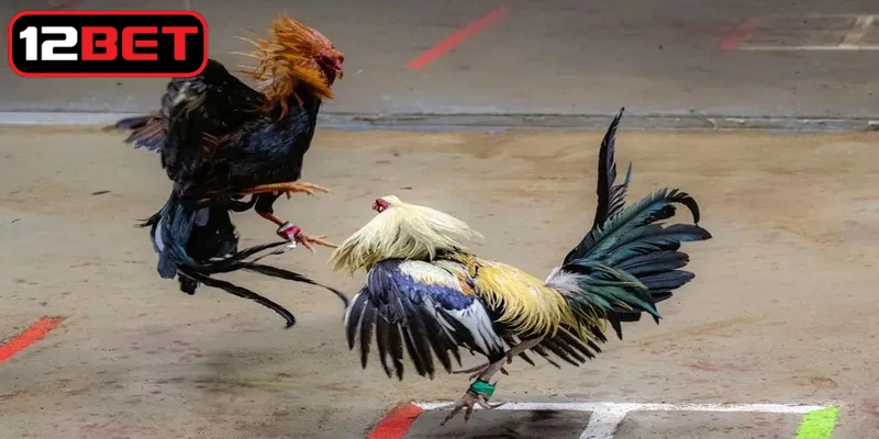 Mỗi trận đá gà đều có những nguyên tắc cơ bản mà mọi người cần nắm