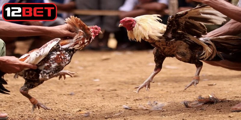 Sức khỏe của gà là yếu tố quyết định khả năng thi đấu