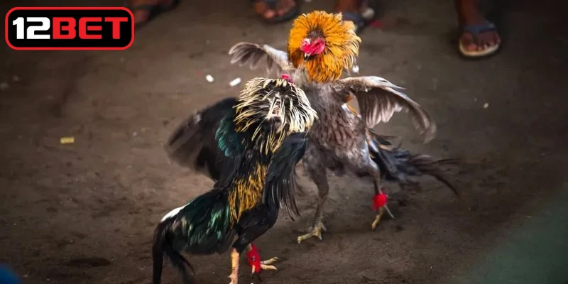 Cửa hòa BDD là một trong những lựa chọn hấp dẫn hiện nay