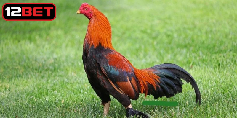 Hướng dẫn cách đúc gà đá đúng cách, hiệu quả