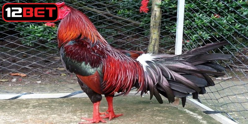 Tìm hiểu định nghĩa cơ bản về đúc gà đá