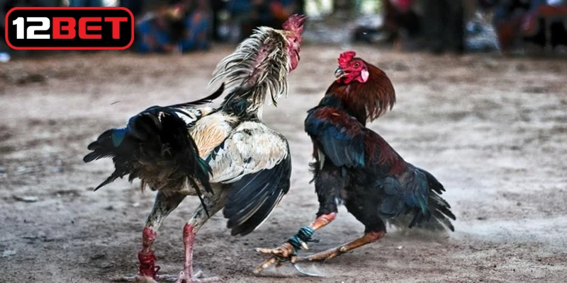 Chia sẻ các cách nuôi gà đá chân mạnh hiệu quả