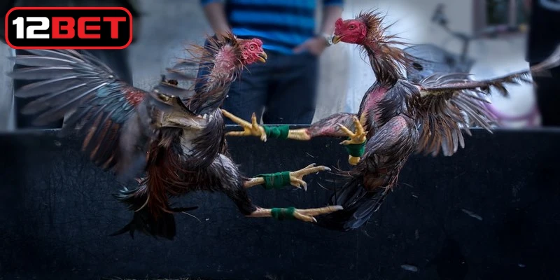 Tìm hiểu cấu trúc và sức mạnh của chân gà