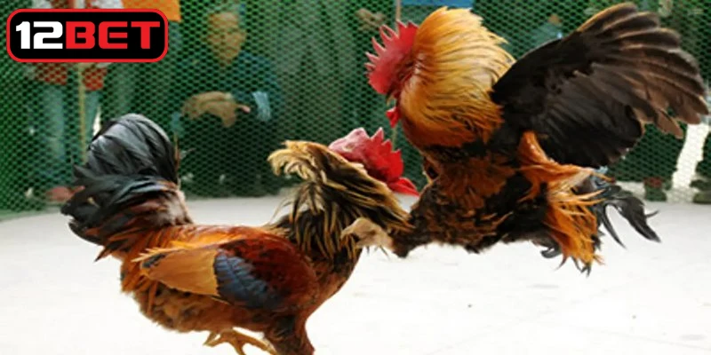 Lý do cần phải nắm bắt cách phòng tránh bệnh cho chiến kê