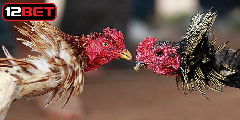 Tăng cường vận động và phơi nắng mỗi ngày cho gà đá