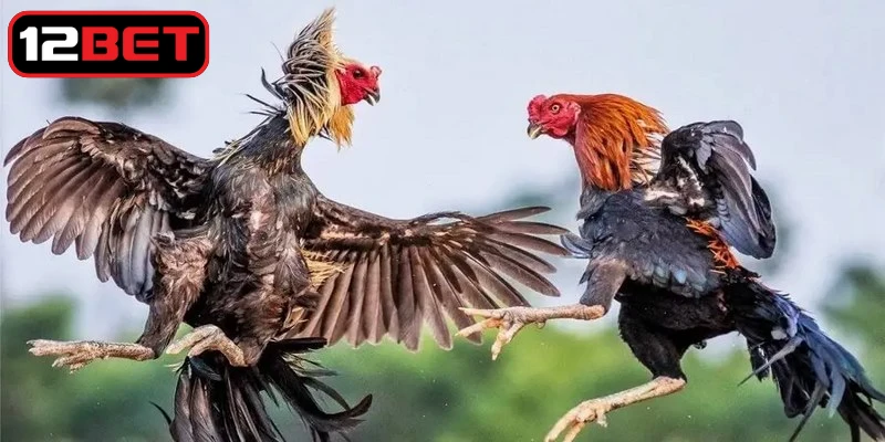 Xây dựng khẩu phần ăn hợp lý, cân bằng cho chiến kê