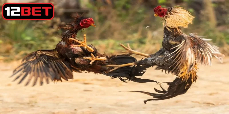 Ưu điểm hội tụ tại chuyên mục đá gà 12BET