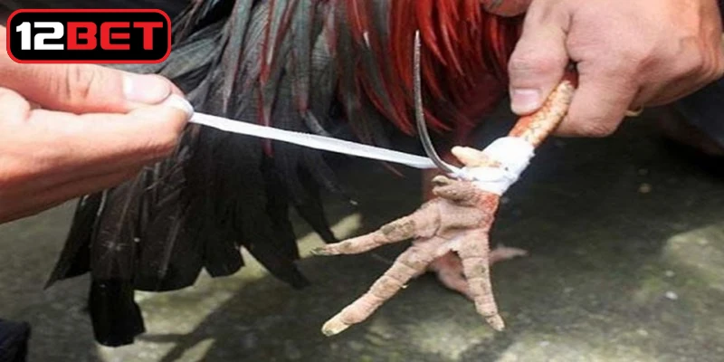 Giao dịch cá cược chọi gà cựa sắt nhanh chóng và an toàn