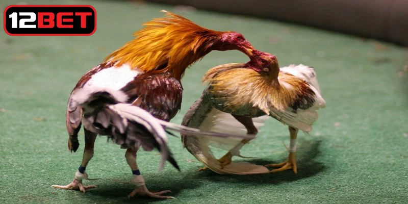 Sân chơi chọi kê đặc biệt mang lại những trải nghiệm khó quên