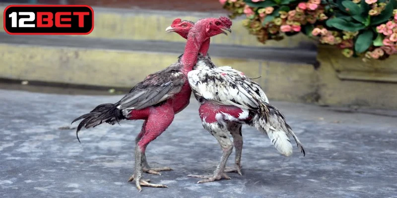 Đặt ra một ngân sách cá cược rõ ràng khi tham gia chọi gà casino