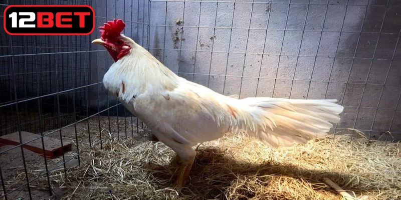 Những ưu điểm nổi bật của giống gà đòn Thái Lan