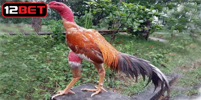 Nuôi đúng cách sẽ giúp chiến kê phát triển toàn diện thể lực, kỹ thuật và sức bền