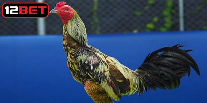 Gà đòn Thái Lan nổi bật với thể lực mạnh mẽ, cơ bắp săn chắc và đôi chân cứng cáp