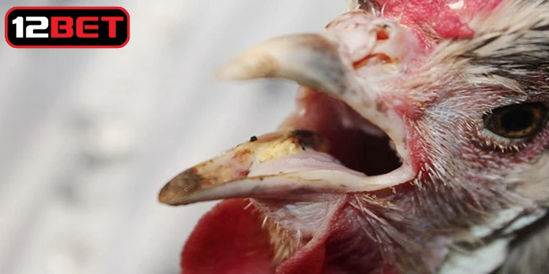 Dấu hiệu bất thường khi gà thường xuyên có hành động vẩy mỏ