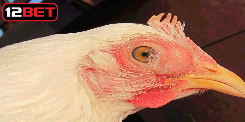 Gà thở khò khè là một trong những tình trạng bệnh lý thường gặp