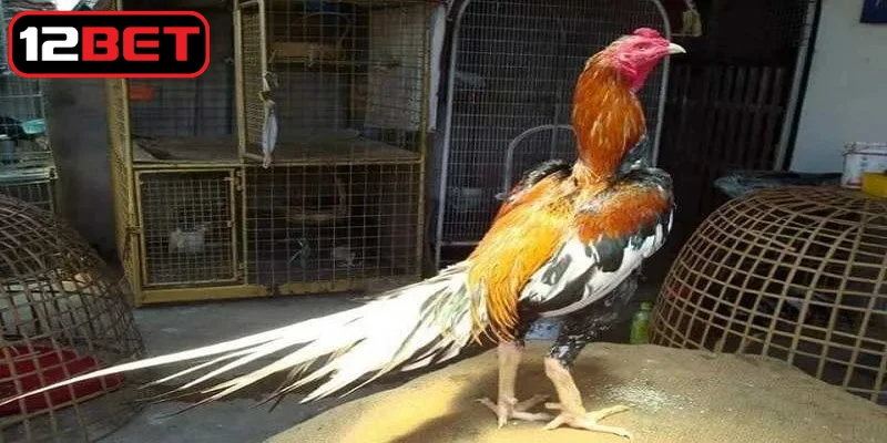 Kinh nghiệm chọn chiến kê qua hình thái mắt được đánh giá hiệu quả