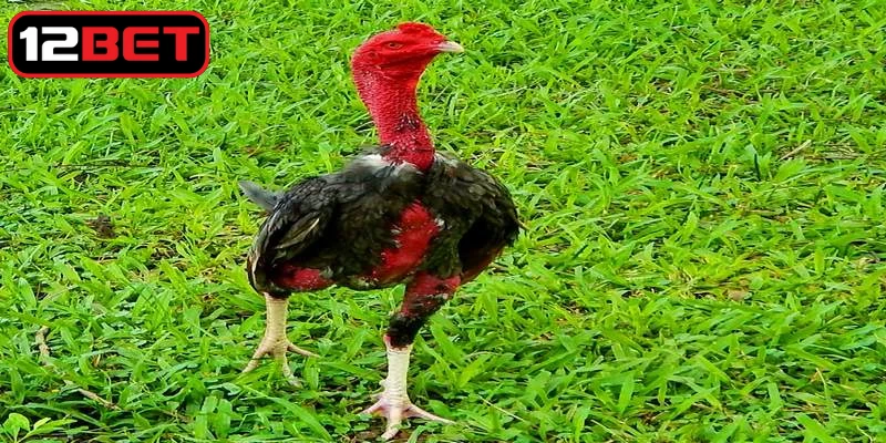 Đảm bảo rằng chiến kê không có bất kỳ dấu hiệu bệnh tật để chọn