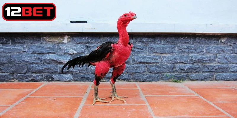 Kinh nghiệm chọn chiến kê dựa vào nhiều yếu tố quan trọng