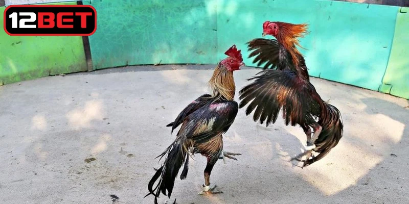Luật chấp gà cựa sắt là bộ quy định nhằm cân bằng sức mạnh giữa hai chiến kê