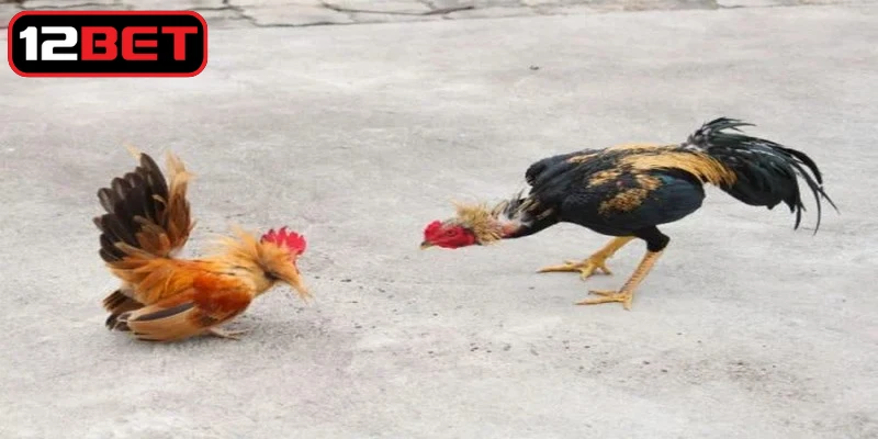 Các yếu tố chính trong luật chấp gà cựa sắt