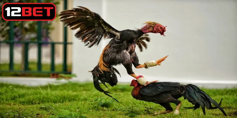 Lưu ý cần nắm trong luật chấp gà cựa sắt