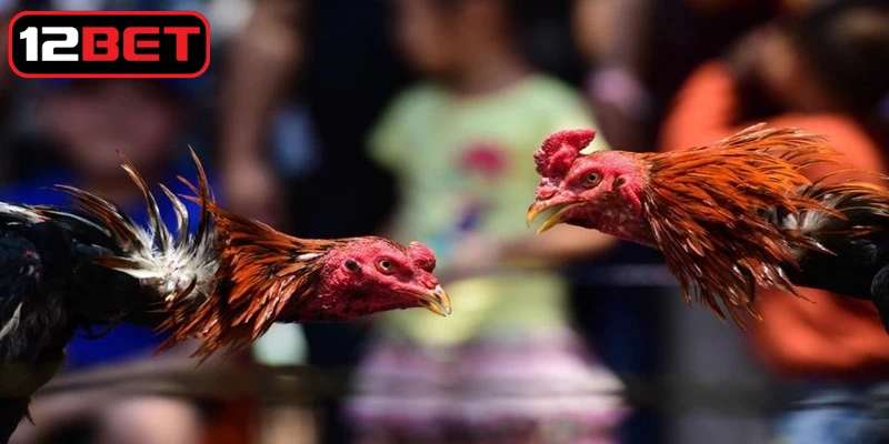 Các quy tắc trong luật cơ bản khi chơi đá gà