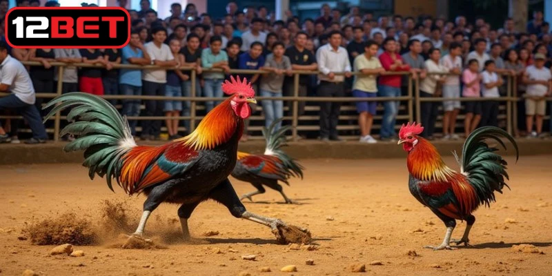Luật cơ bản khi chơi đá gà là tập hợp các quy tắc truyền thống