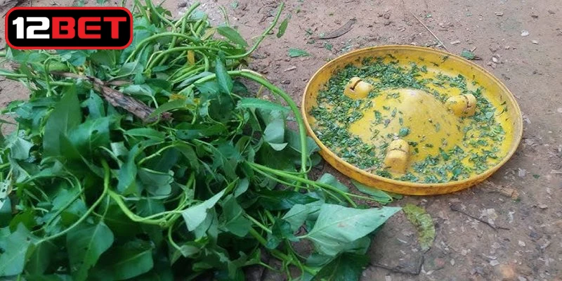 Chế độ dinh dưỡng về rau xanh và chất xơ giúp nuôi gà đá không bị bệnh