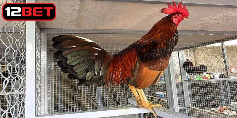 Rèn thể lực để nuôi gà đá không bị bệnh