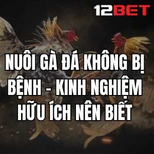 Nuôi Gà Đá Không Bị Bệnh