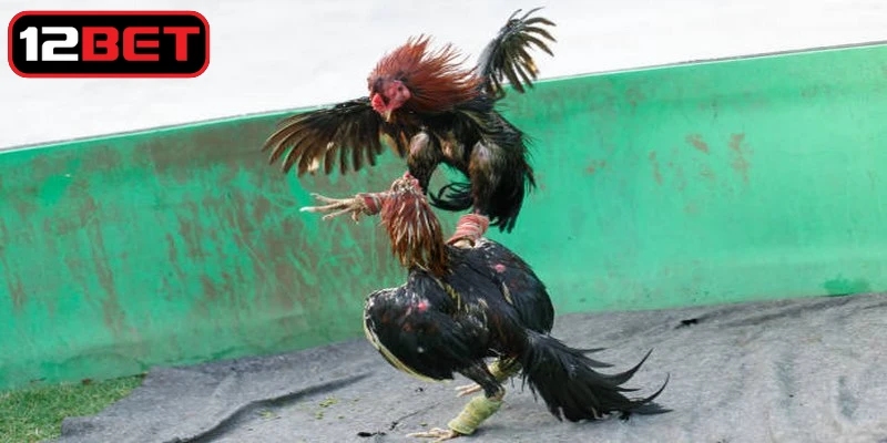 Điểm danh những thuật ngữ trong đá gà hiện nay