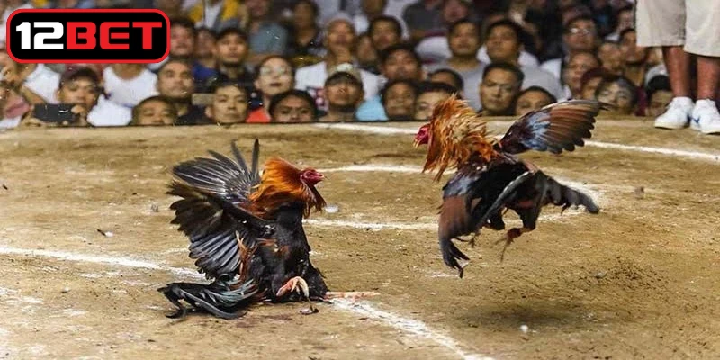 Tìm hiểu khái niệm cơ bản về thuật ngữ trong đá gà