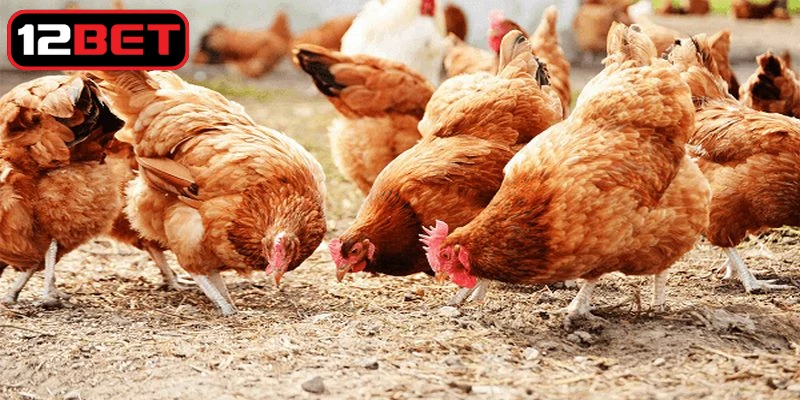 Quy trình khi dùng thuốc điều trị bệnh ORT trên gà