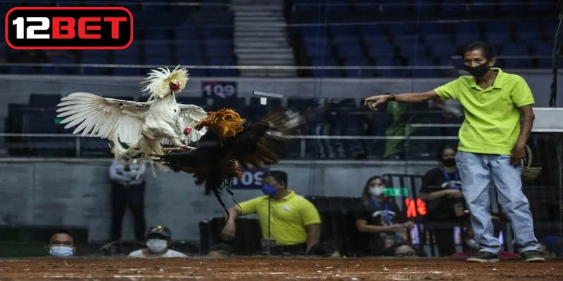 Cần có sự nghiên cứu sâu sắc về từng chiến kê trước khi đặt cược